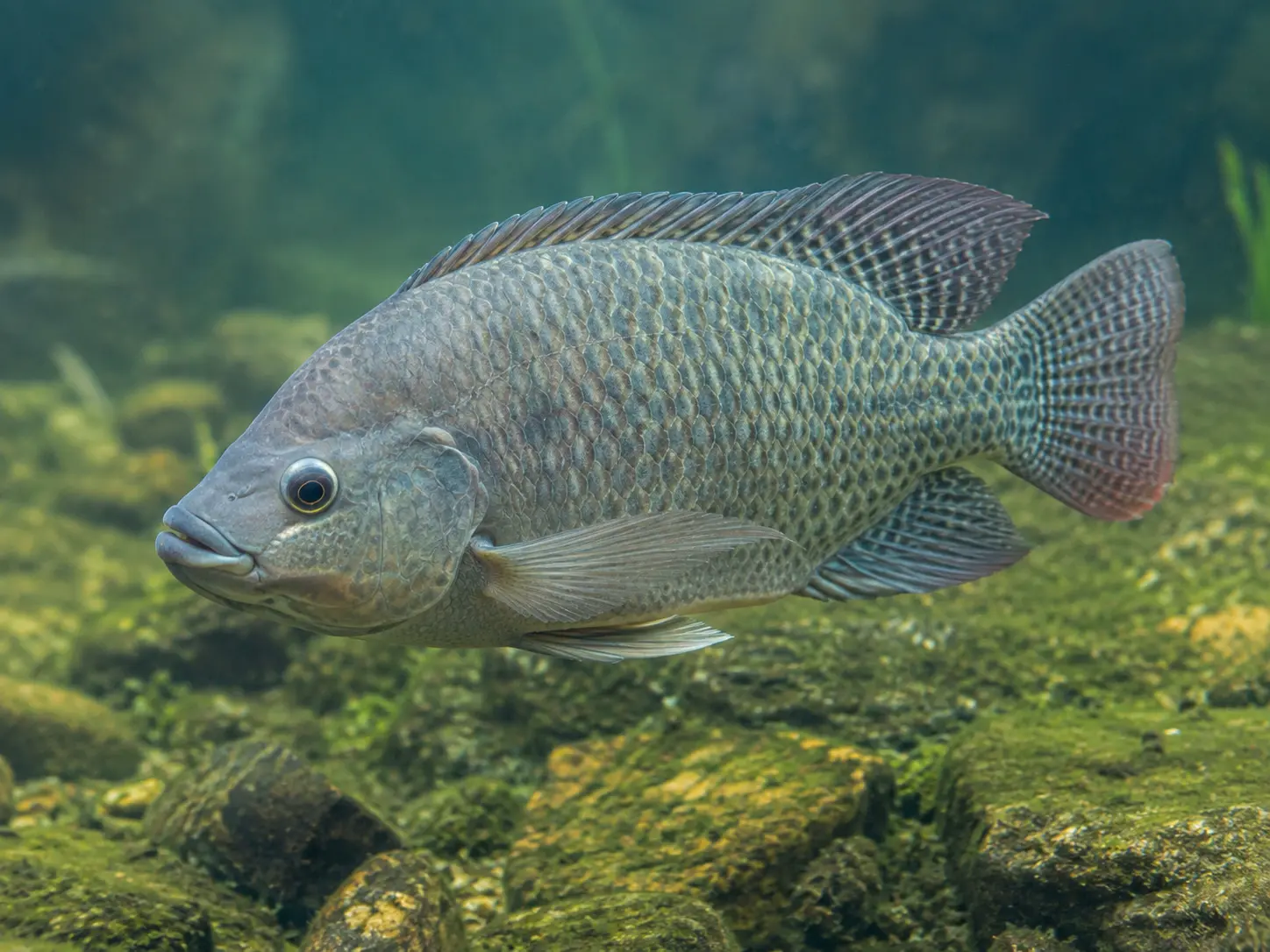 Pez Tilapia